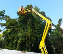 Tree Lopping Services in Cairns, Queensland