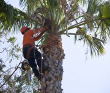 Steve Cairns Tree Services | Tree Lopping | Tree Removal | Mulching | Stump Removal | Hedge Trimming