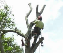 Steve Cairns Tree Services | Tree Lopping | Tree Removal | Mulching | Stump Removal | Hedge Trimming